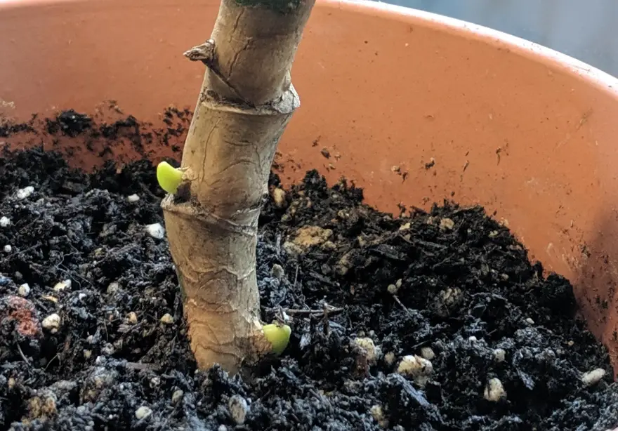 龜背芋發芽照顧 龜背芋發芽照顧