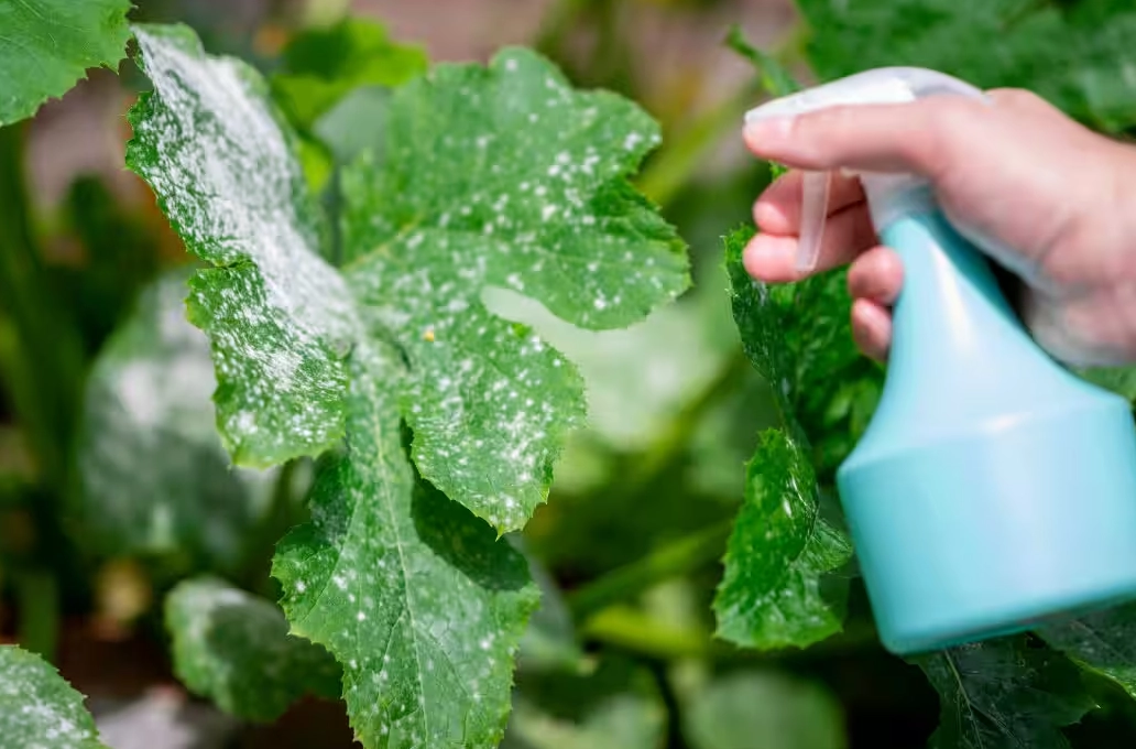 白粉病治療 白粉病治療