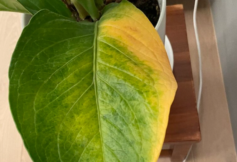 植物葉子黃斑處理