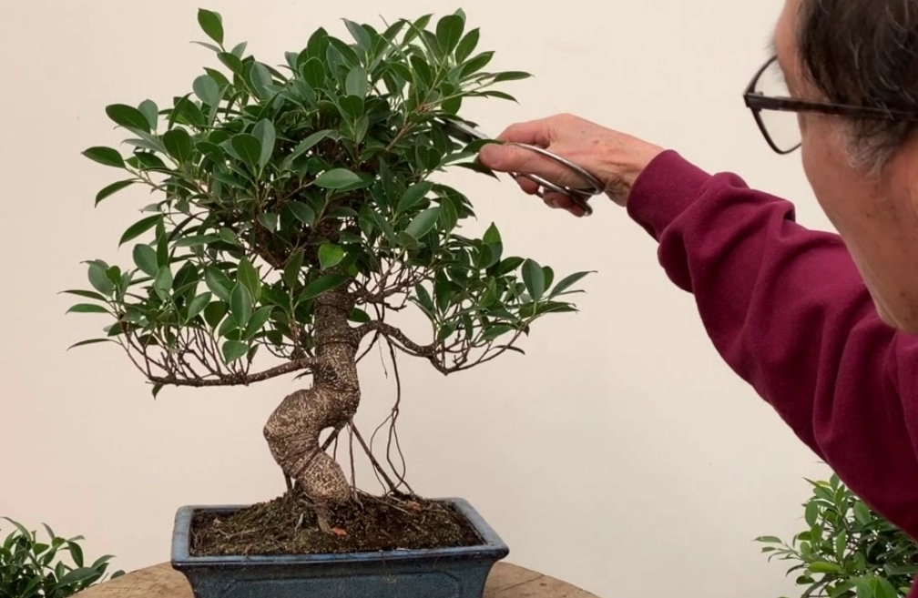 修剪工具推薦 修剪工具推薦