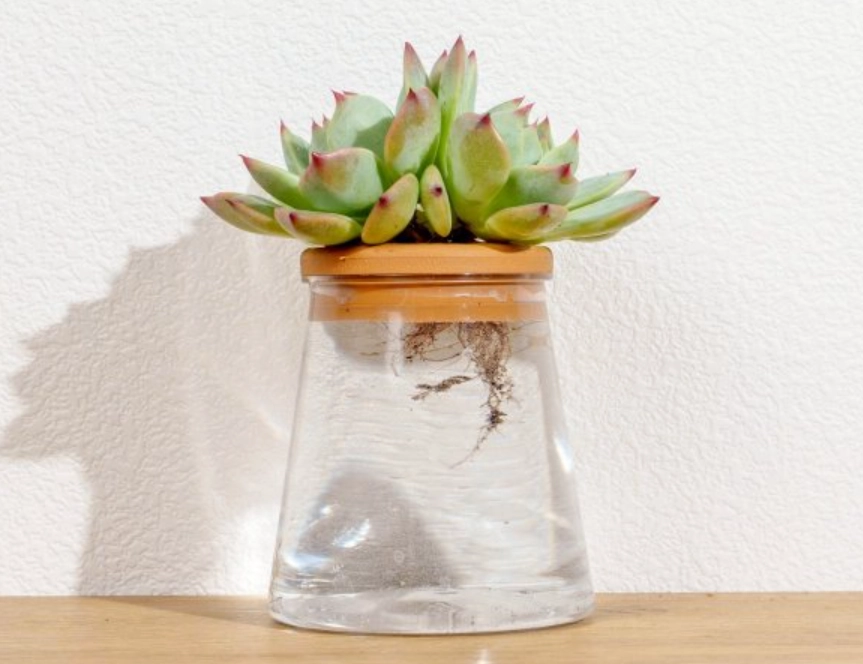 水耕多肉 水耕多肉