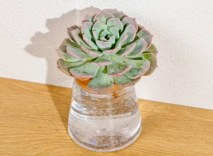 室內水耕植物 室內水耕植物