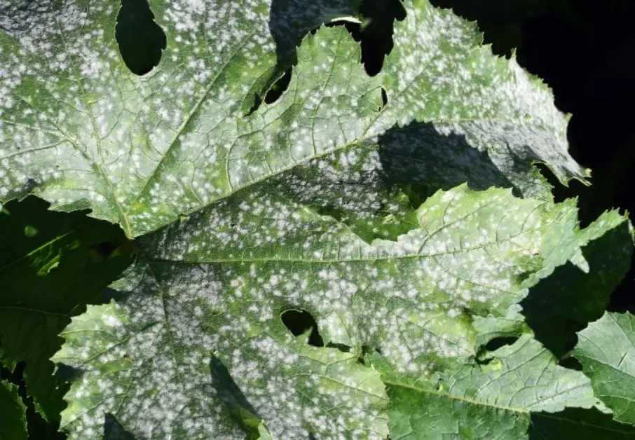 植物白粉病 植物白粉病