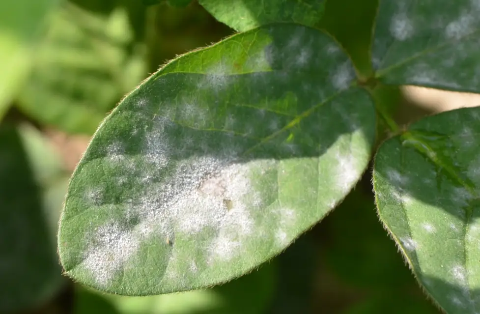 白粉病治療 白粉病治療