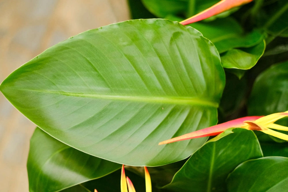 天堂鳥 品種 天堂鳥 品種