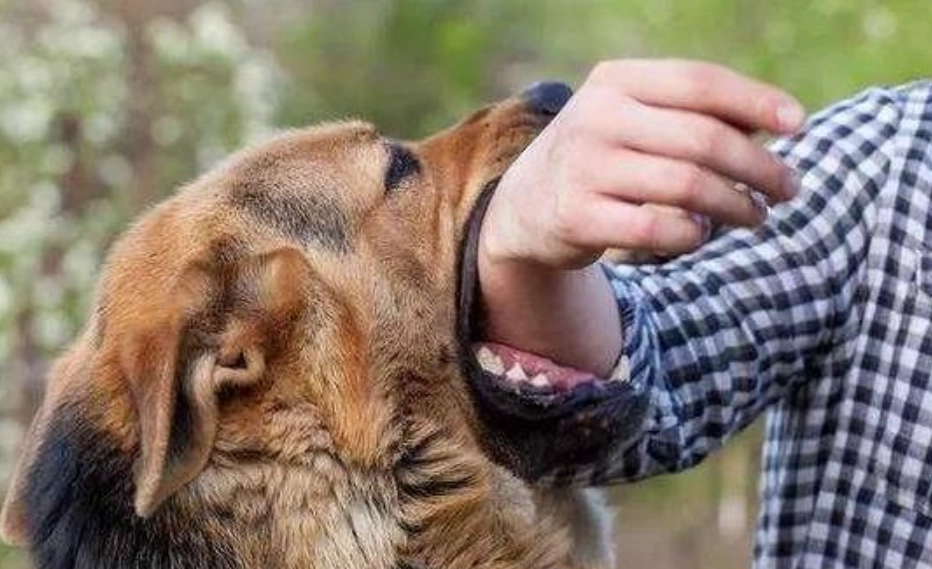 夢境解析 被狗咬