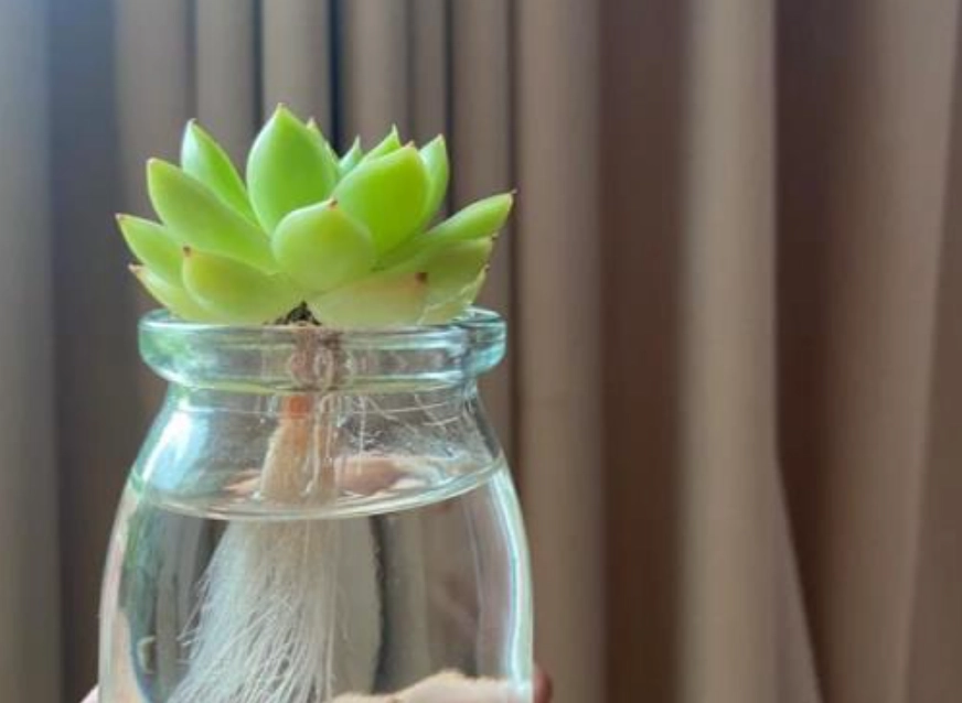 多肉植物水耕 多肉植物水耕