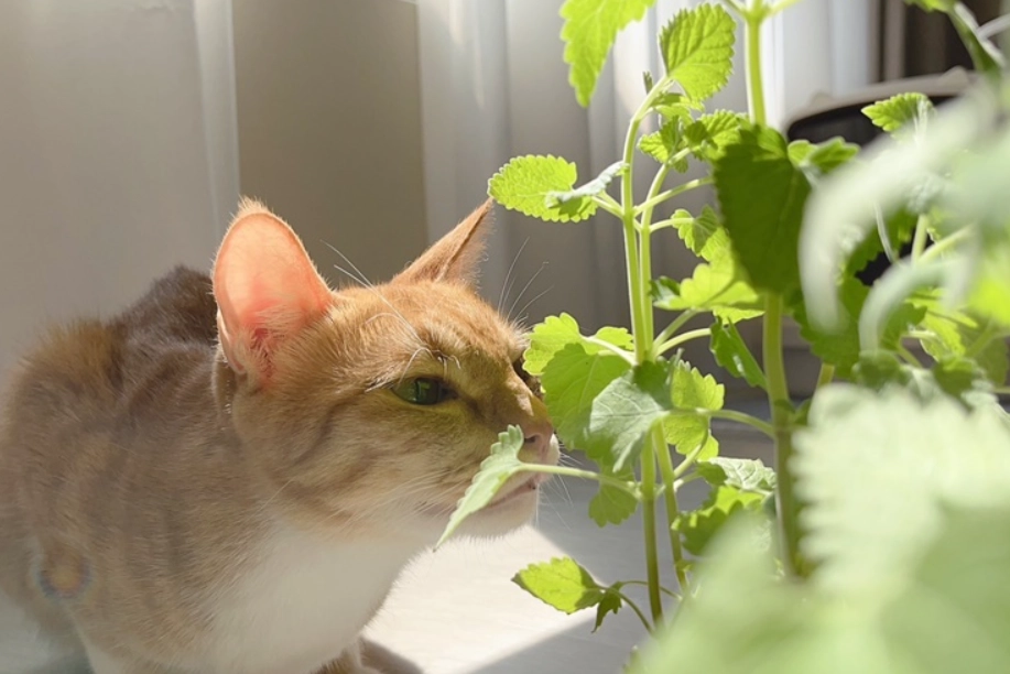 貓可以吃的植物