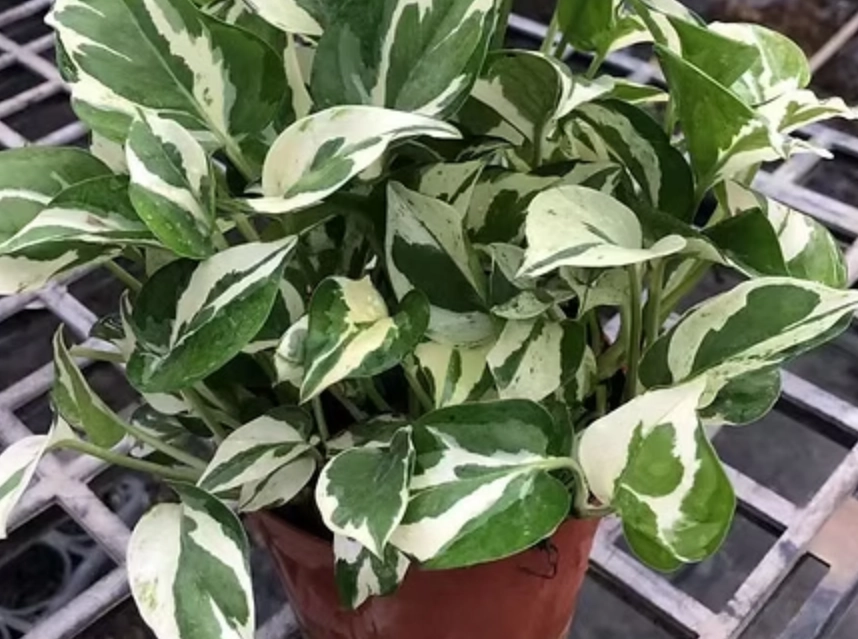 白金葛 寵物 安全 白金葛 寵物 安全