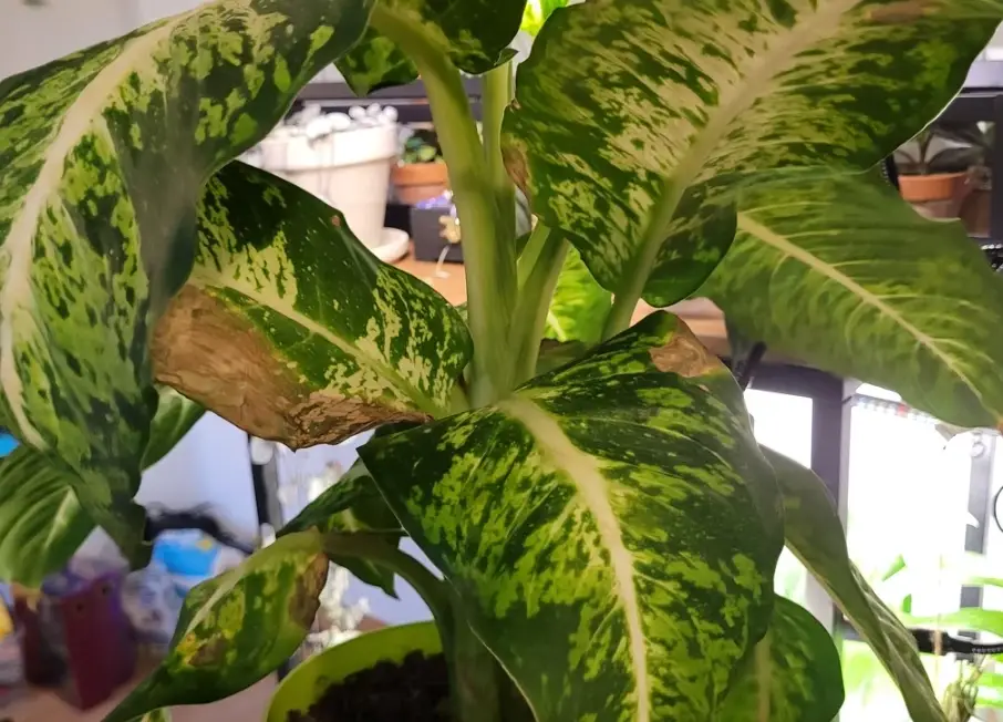 室內植物葉子下垂