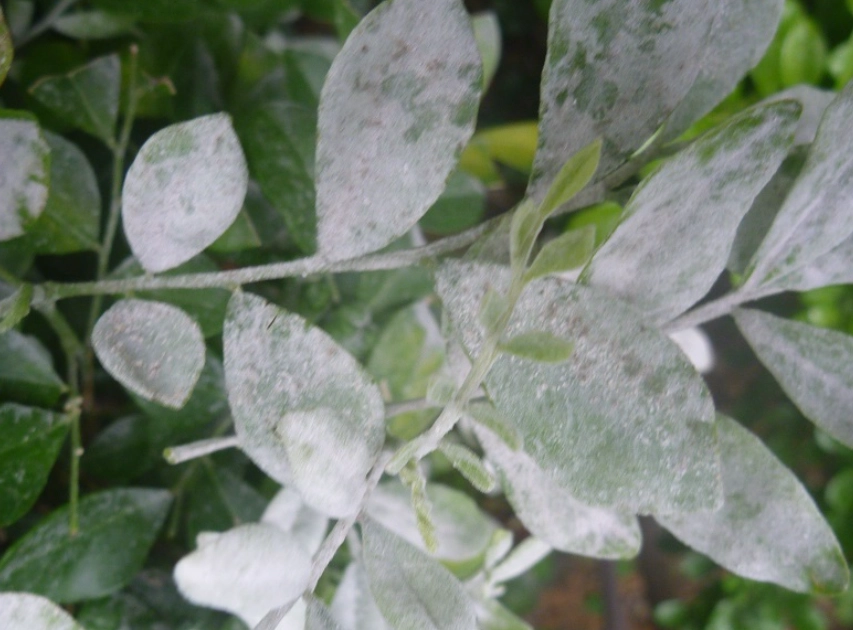 植物白粉病 植物白粉病