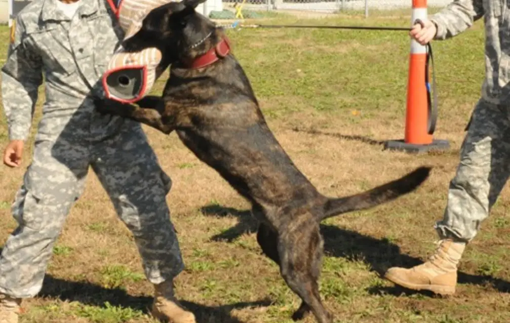 梦见被狗咬手臂