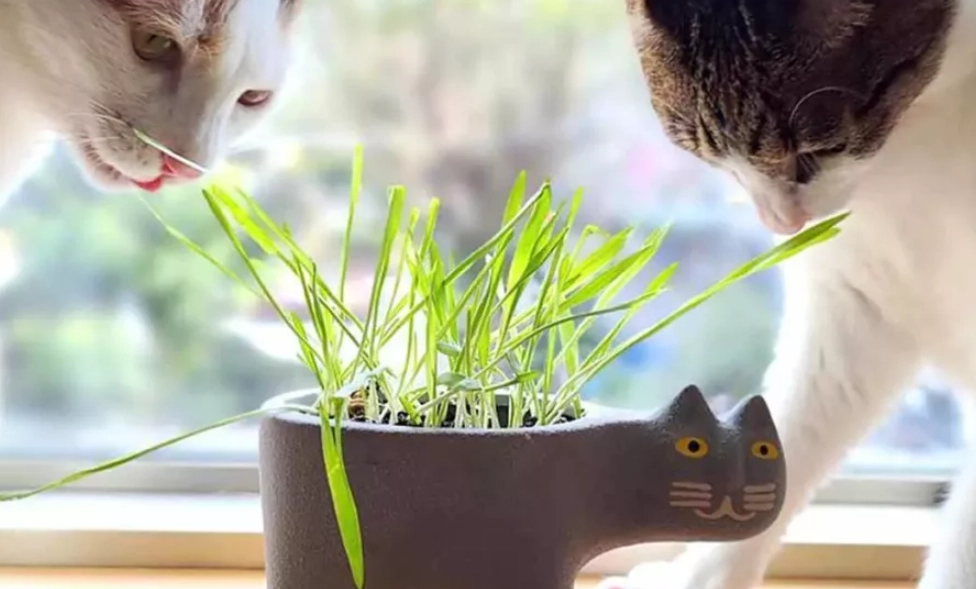 貓咪無毒盆栽