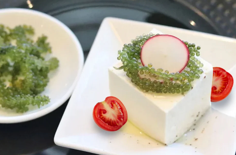 台灣海葡萄料理