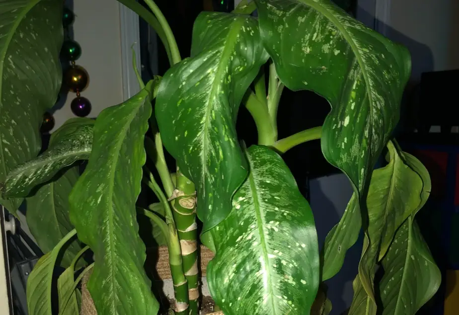 黛粉葉葉子下垂