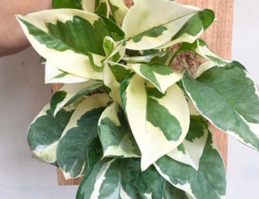 白金葛 有毒 白金葛 有毒