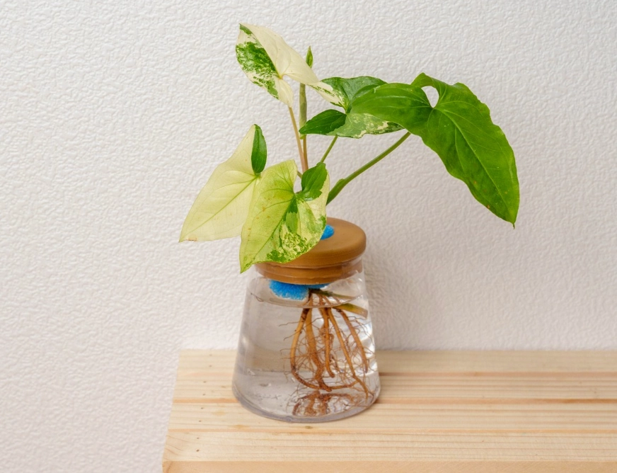 水耕 自來水 處理