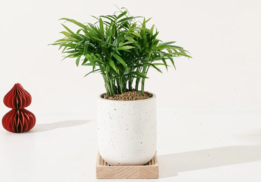 袖珍椰子 袖珍椰子