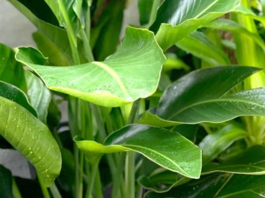 天堂鳥葉片 照顧 天堂鳥葉片 照顧