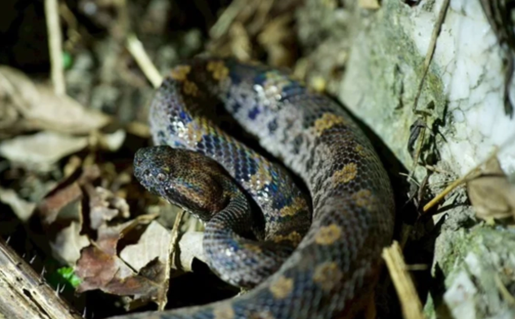 蛇夢境 心理意義