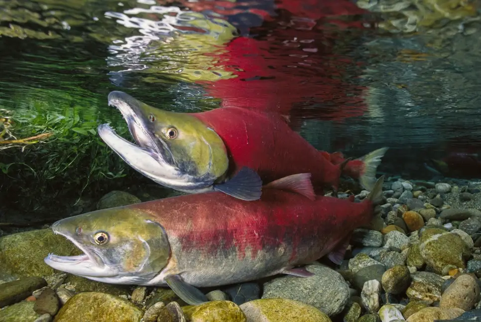 夢到大魚在游 意思