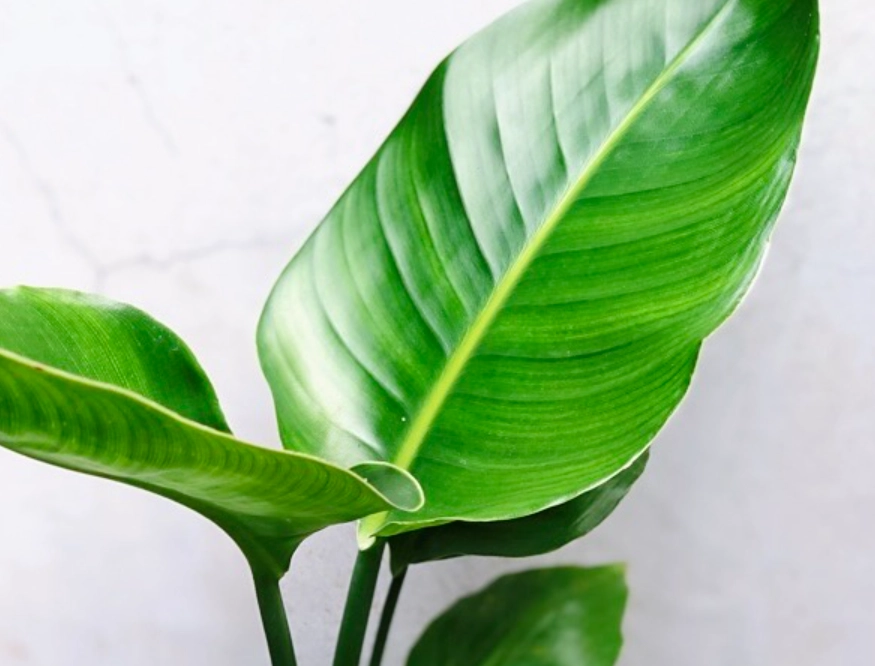 天堂鳥 葉子 變黃 天堂鳥 葉子 變黃