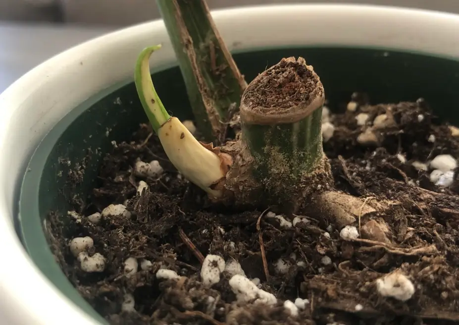 龜背芋發芽照顧 龜背芋發芽照顧