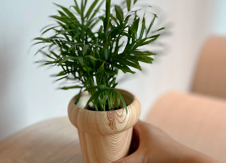 袖珍椰子 袖珍椰子