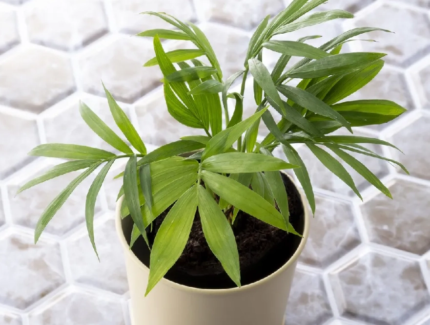 室內耐陰植物 室內耐陰植物