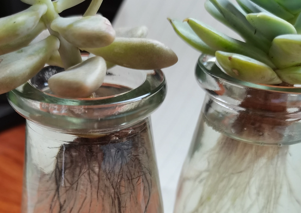 室內水耕植物 室內水耕植物