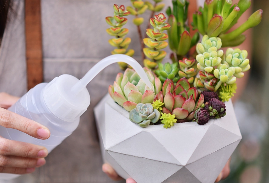 多肉植物澆水 多肉植物澆水