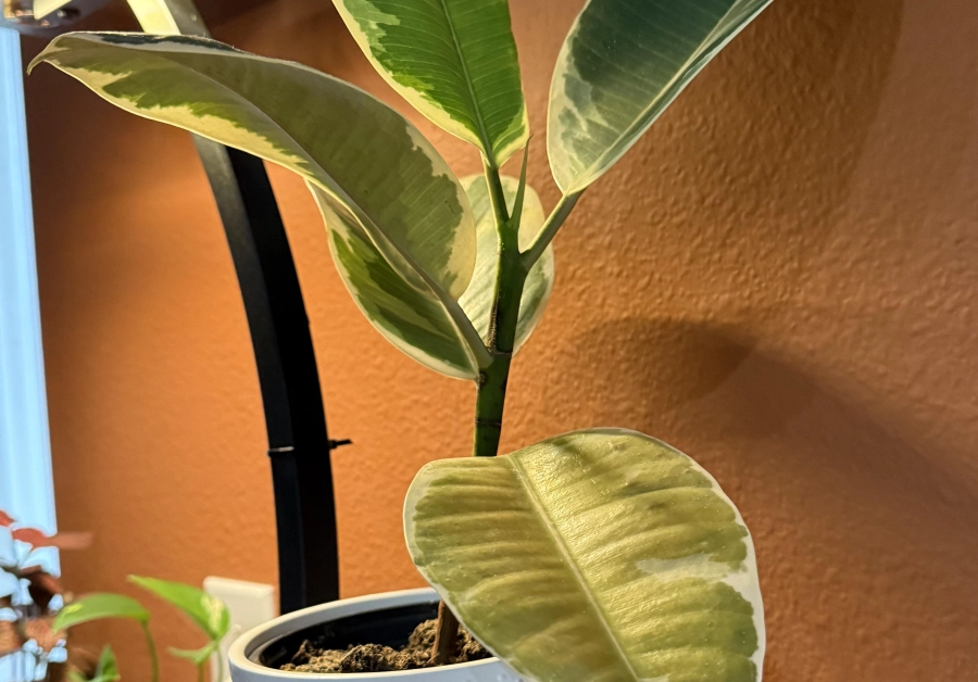 琴葉榕 生長 緩慢 原因