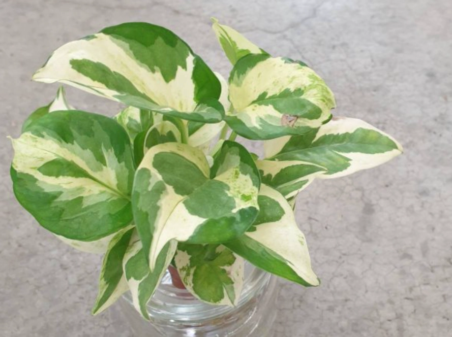 白金葛 寵物 安全 白金葛 寵物 安全