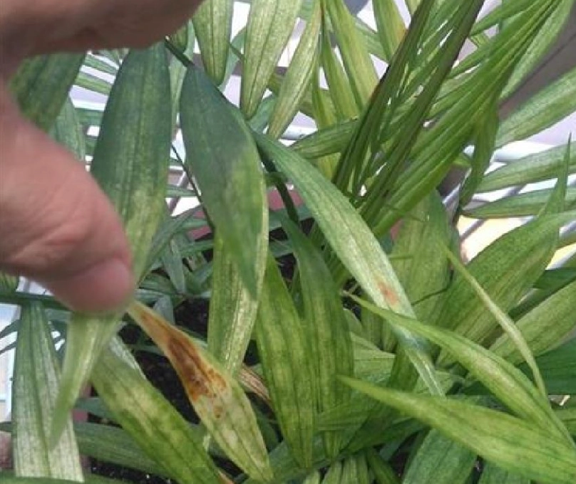 袖珍椰子 澆水 袖珍椰子 澆水