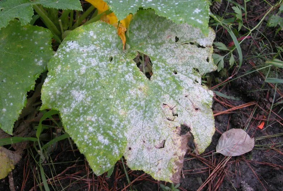 白粉病治療 白粉病治療