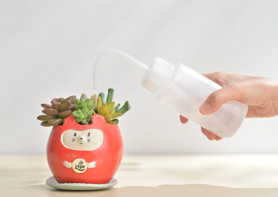 澆水頻率 澆水頻率