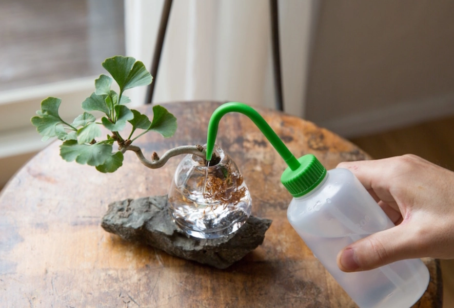 水耕 自來水 處理