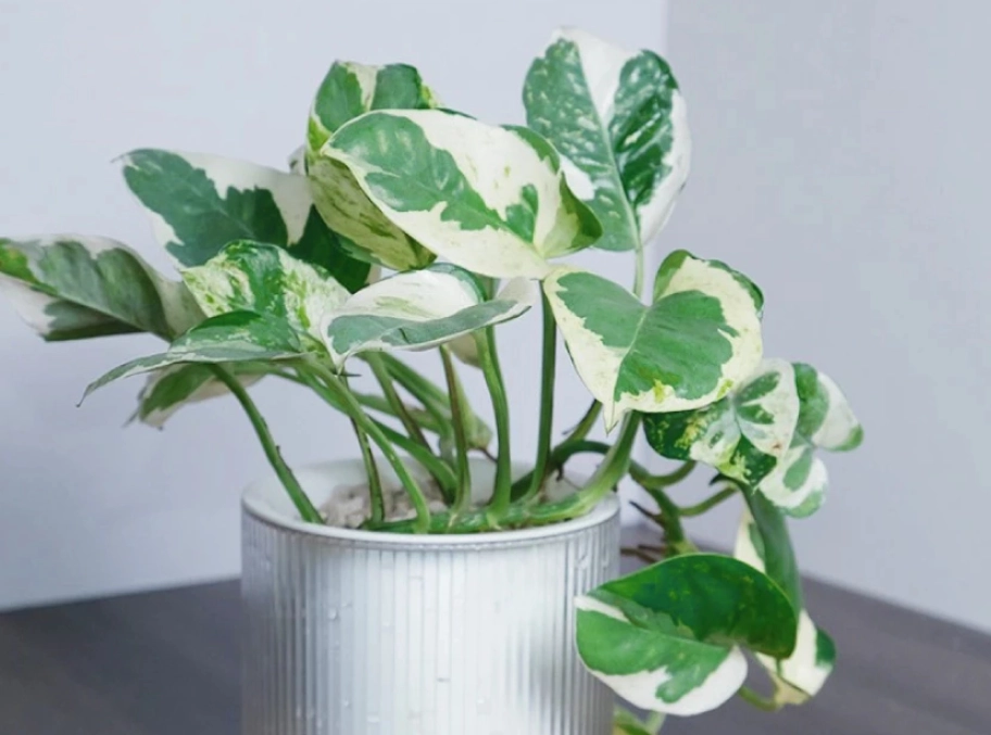 白金葛 有毒 白金葛 有毒