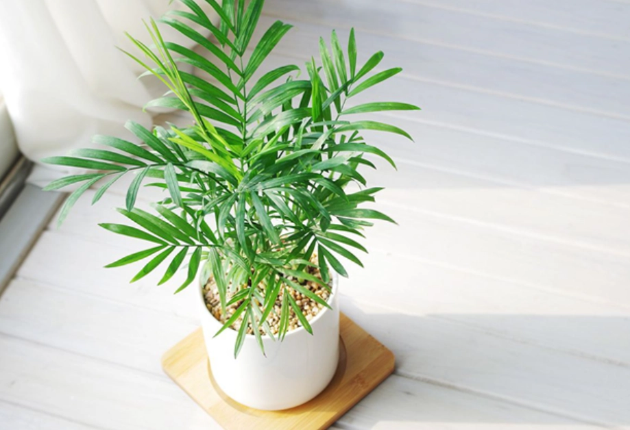 袖珍椰子 袖珍椰子