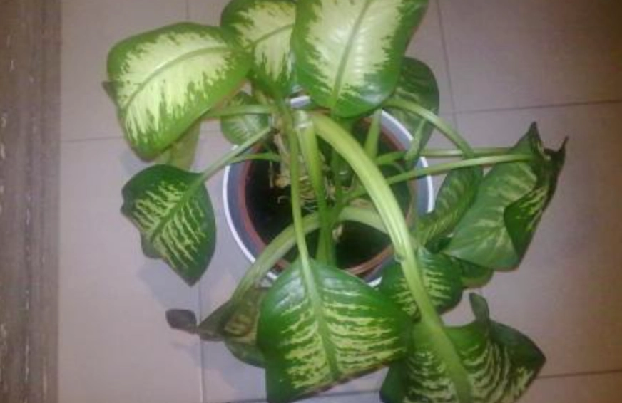 室內植物葉子下垂