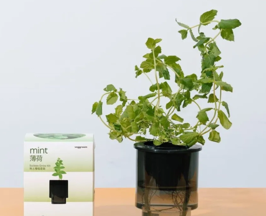 薄荷水耕