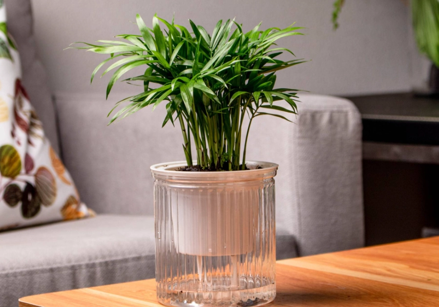 室內耐陰植物 室內耐陰植物