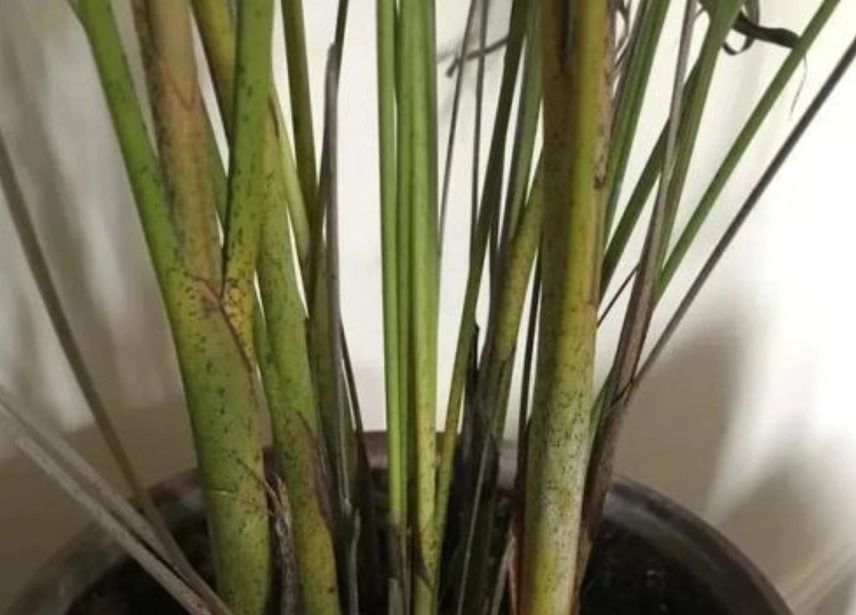 袖珍椰子 葉子枯黃 袖珍椰子 葉子枯黃