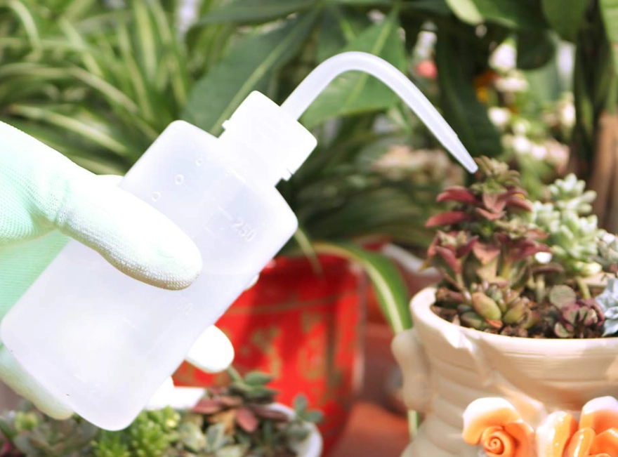 多肉植物澆水 多肉植物澆水