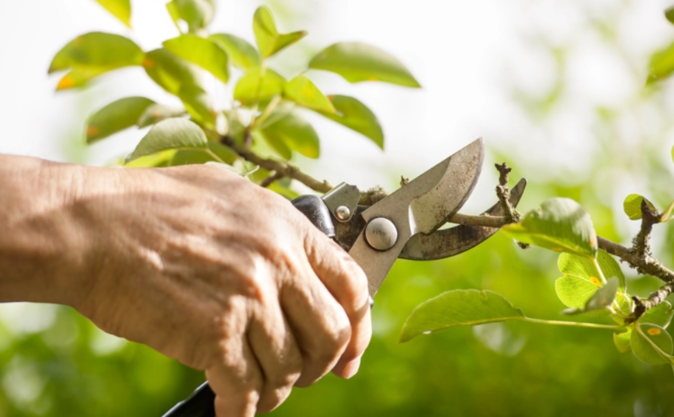 修剪季節 修剪季節
