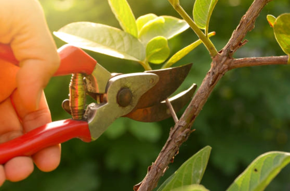 小樹修剪技巧 小樹修剪技巧