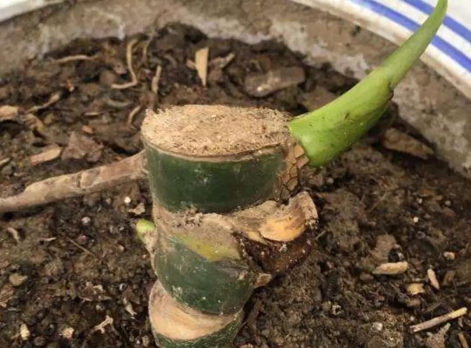 龜背芋發芽注意事項 龜背芋發芽注意事項