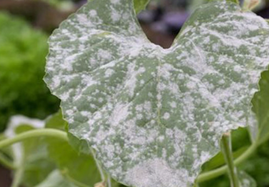 植物白粉病 植物白粉病