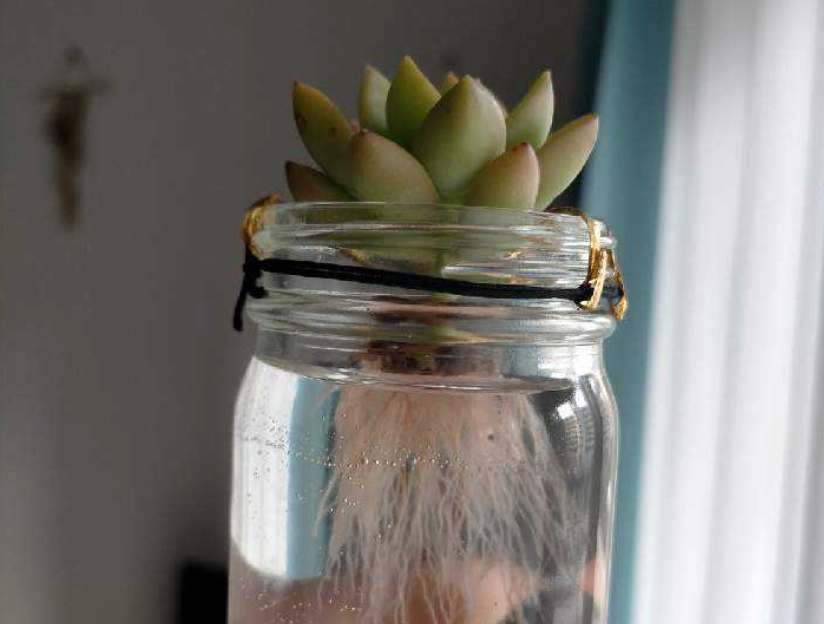 水耕多肉 水耕多肉