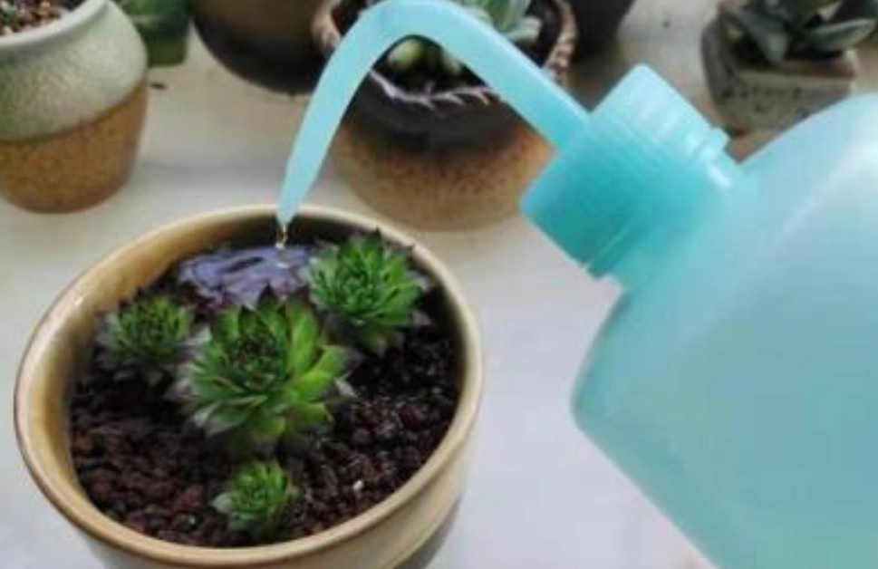 澆水方法 澆水方法